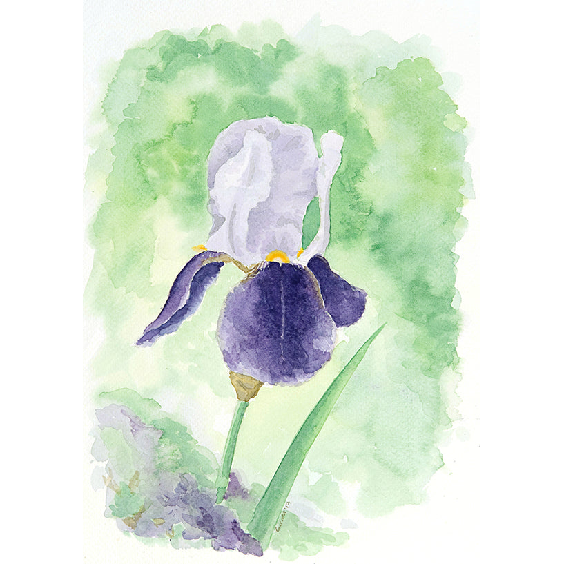 Iris