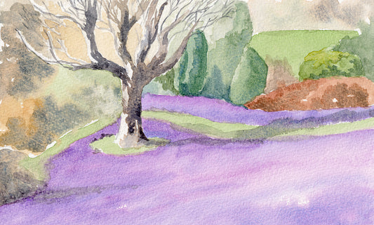 Crocuses at Wallington Hall